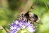 Eriozona syrphoides